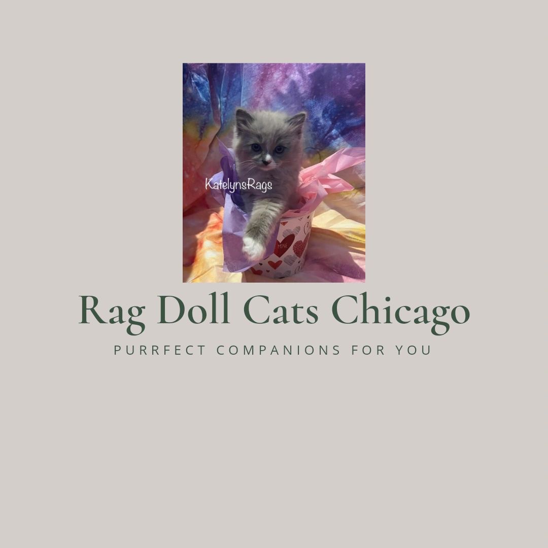 Ragdoll Cats Chicago - Ragdoll Breeders, Ragdoll Kitten for Sale, Ragdoll Kittens