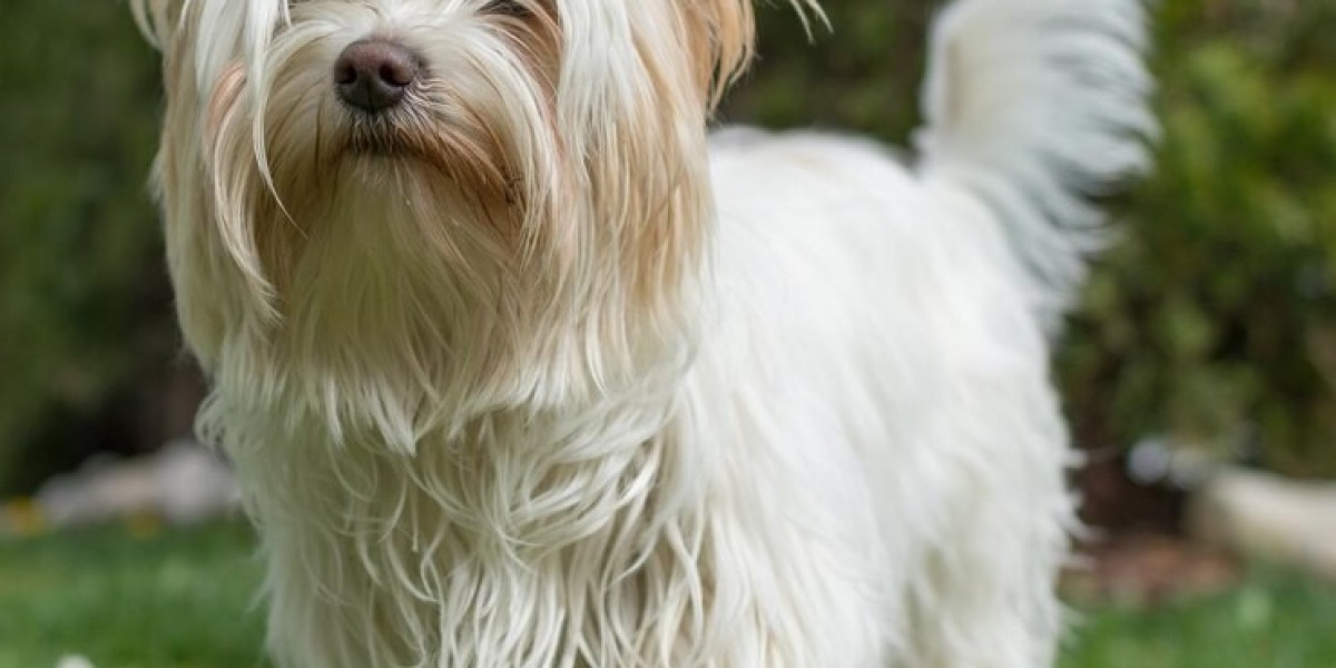 Discover Babydoll Faced Yorkies & Trusted Biewer Terrier Breeders