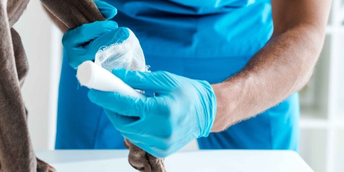 The Importance of Dermatology Pet Care