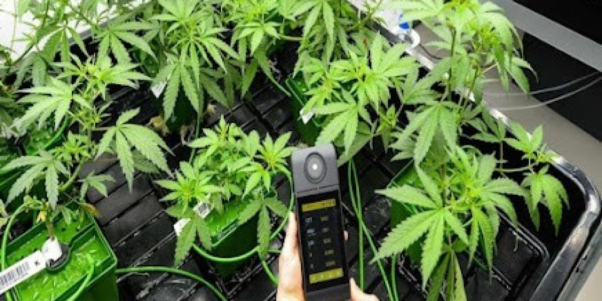 CBD Brive-la-Gaillarde : un allié bien-être qui séduit la Corrèze