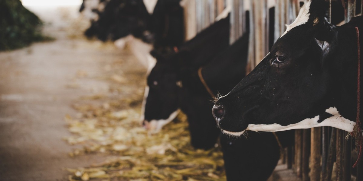 Animal Feed Supplements | Cattle Feed Supplements | Veterinary Feed Supplements-Animax Healthcare