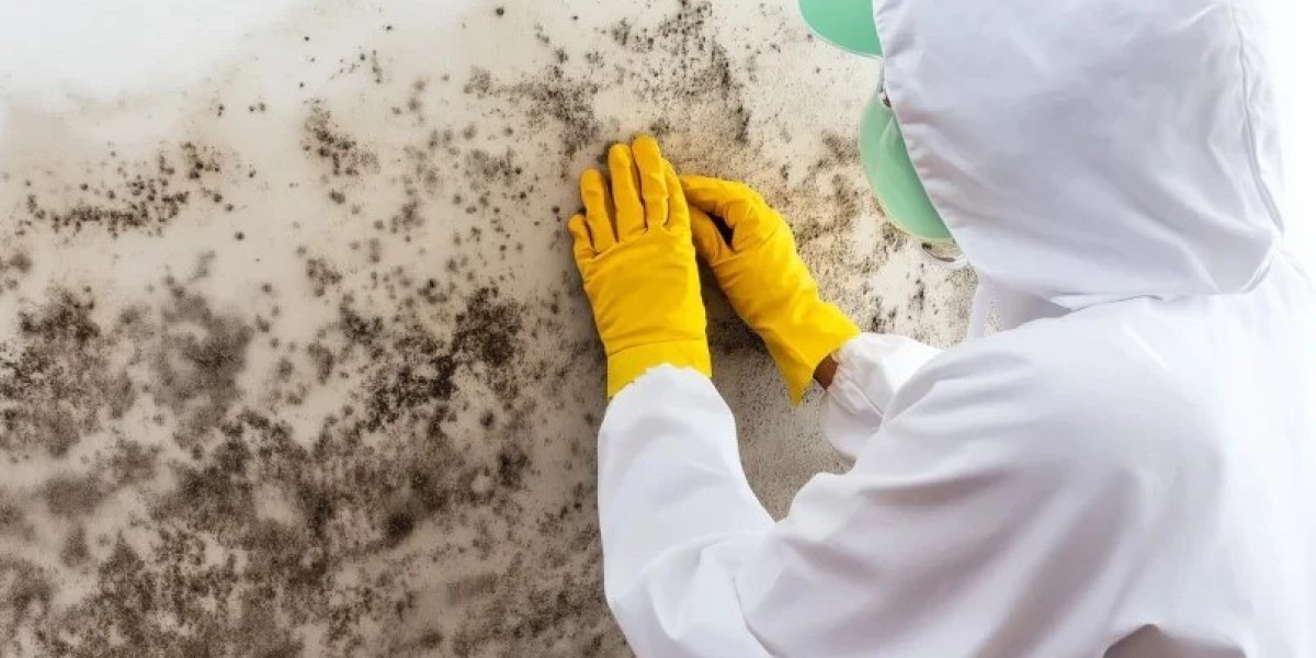 Choosing Reliable Mold Remediation Services Florida Residents Can Trust
