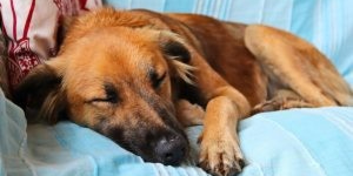 How to Choose the Right Tupelo Veterinary Clinic for Your Pet