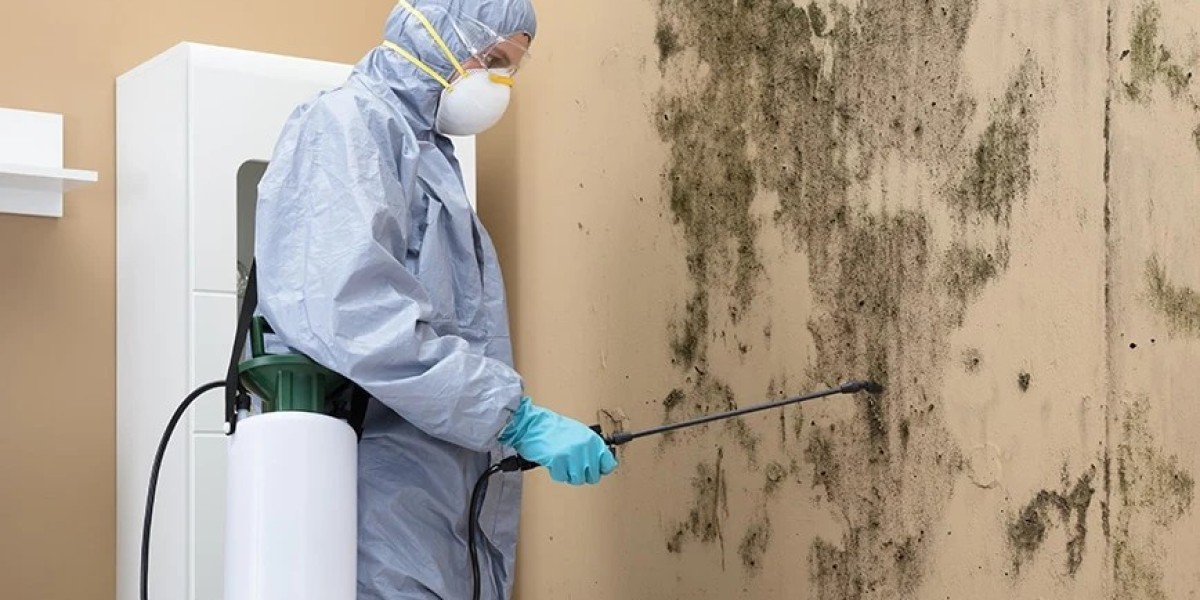 Signs You Need a Mold Inspection in Your Property