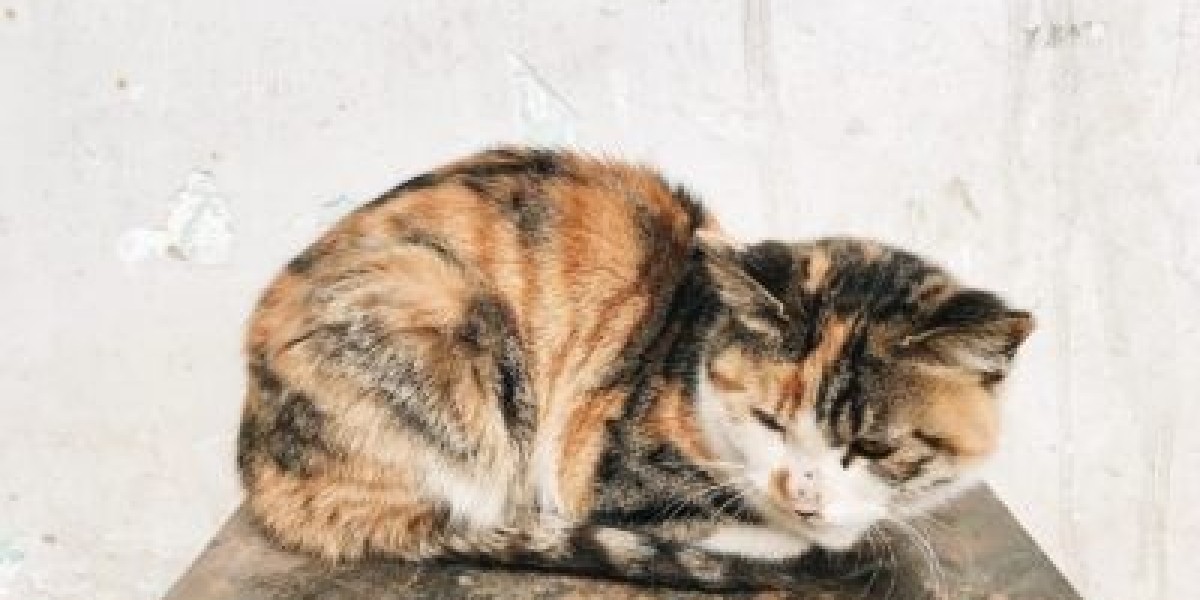 How to Find Veterinarians Open Now During a Pet Emergency