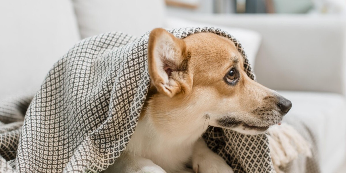 How a Chester Springs Vet Supports Your Pet's Long-Term Health