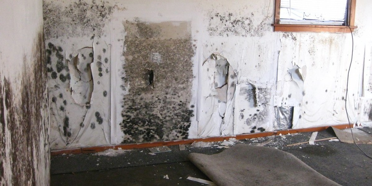 Choosing the Right Mold Remediation Services Florida for Your Property