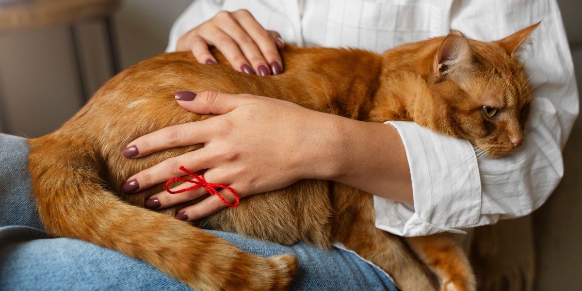Putting Dog to Sleep Process and What to Expect