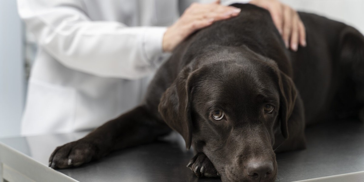 How Spaying Can Prevent Health Problems in Dogs